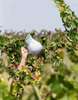 Krug | Wasserkanne /  Pitcher Douro