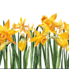 Serviette | Papier-/ Lunchserviette Bright Daffodils