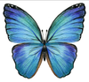 Serviette | Papier-/ Lunchserviette Butterfly