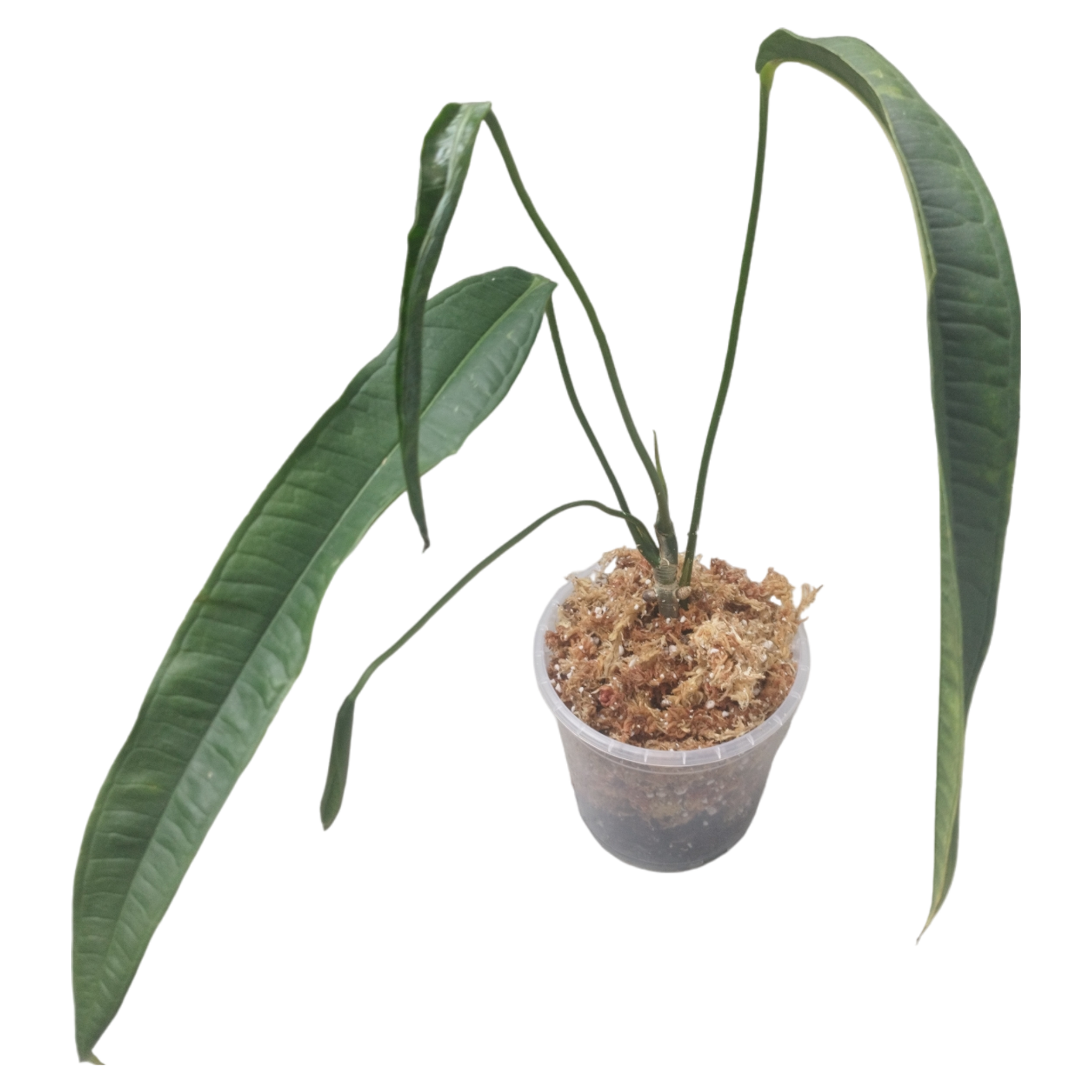 little agave Buy Narrow Leaf Agave Phoenix, AZ | A. angustifolia main image 0