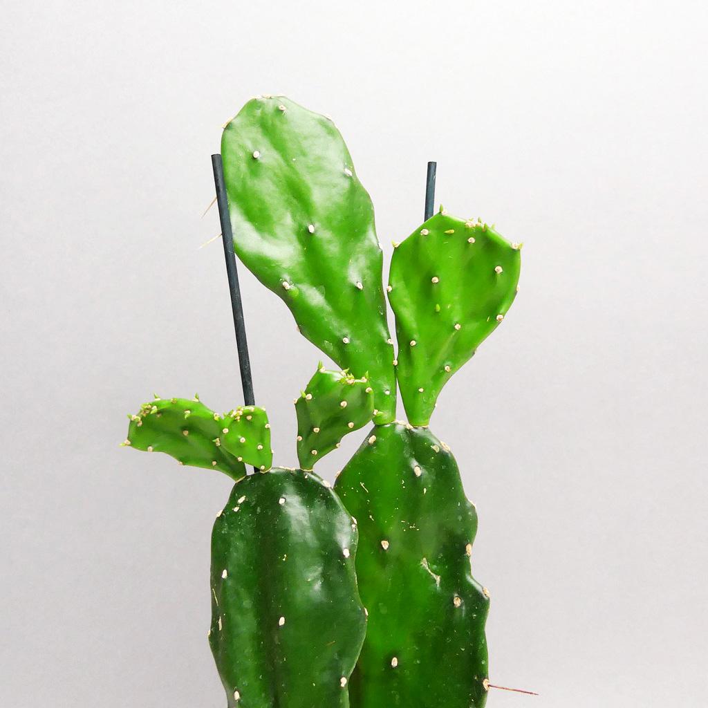 monstera deliciosa big form Buy Rare Monstera Deliciosa Electrolyte (…