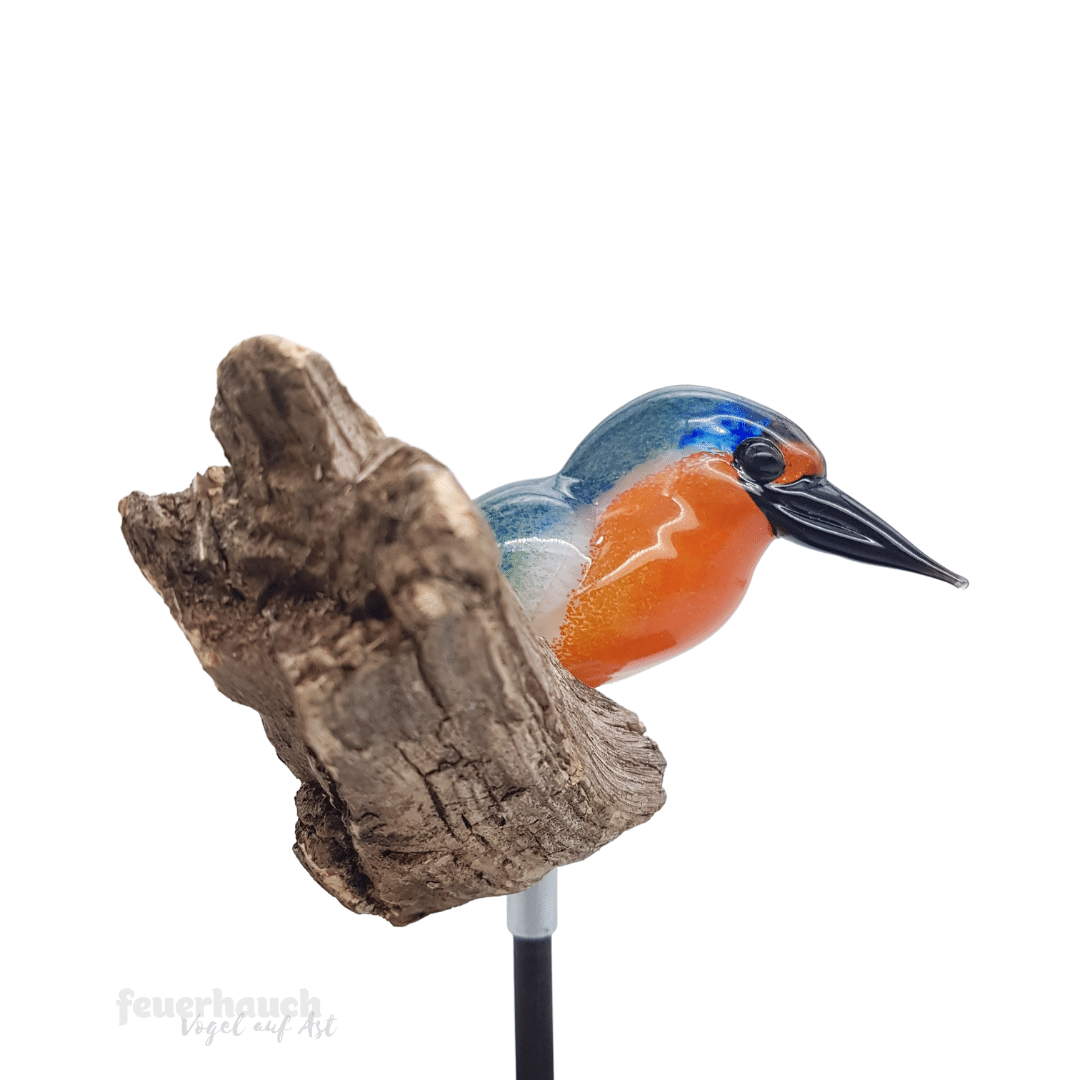 Feuerhauch | Eisvogel auf Ast