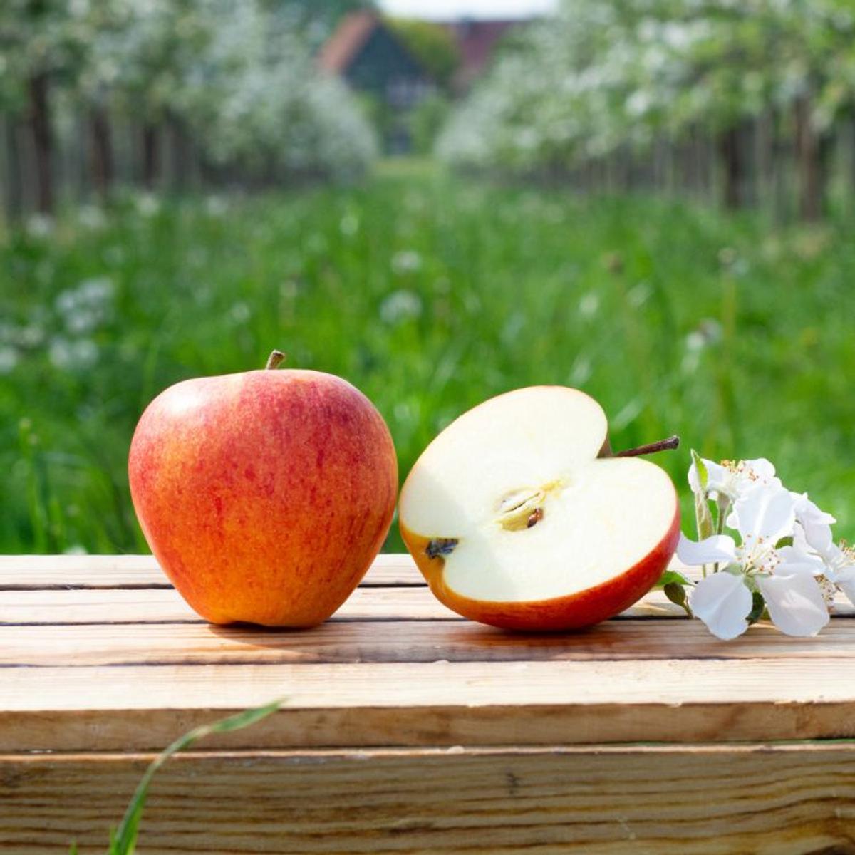 Piniva Bio Pinova Apfel - Bio Äpfel frisch aus dem Alten Land