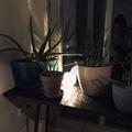Sweet Light Tischleuchte von Catellani Smith