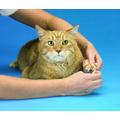 SoftClaws Krallenschutz Krallenkappen Katze Katzen Soft Claws