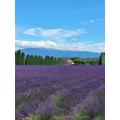 6 x 500 g  Provence Lavendelhonig