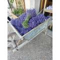 Reines Provence Lavendelöl