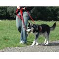 Halti Harness Geschirr Hunde Brustgeschirr schwarz rot Trainingsanleitung Hundegeschirr