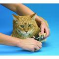 SoftClaws Krallenschutz Krallenkappen Katze Katzen Soft Claws