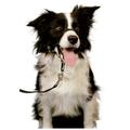 Halti Kopfhalfter headcollar Führhilfe Trainingsanleitung