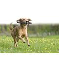 Pet Stix Hundespielzeug Wurfspielzeug Apportierspielzeug Wurfbringsel Bringsel Pet Sticks