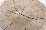Holzhocker Baumstamm Deko online kaufen