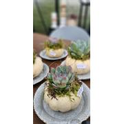 Baby Boo Kürbis mit Sukkulente – herbstliche Deko mit Charme