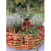 A2 Living Rattan Pflanzkorb – Natürliche Eleganz für dein Zuhause Maxi Ø 37 cm
