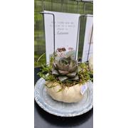 Baby Boo Kürbis mit Sukkulente – herbstliche Deko mit Charme