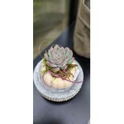 Baby Boo Kürbis mit Sukkulente – herbstliche Deko mit Charme