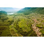 Pinot Grigio 2022