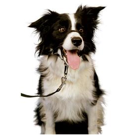 Halti Kopfhalfter headcollar Führhilfe Trainingsanleitung |  | Artikelnummer: 886284114400