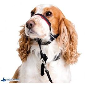 Halti Optifit Kopfhalfter headcollar Führhilfe Trainingsanleitung DVD |  | Artikelnummer: 886284125208