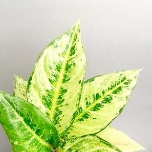 Aglaonema commutatum - 