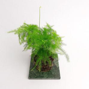 Asparages setaceus |  | Item number: Asparagus-setaceus-T7