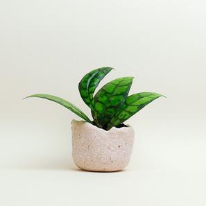 Eggshell Re-Planter #4 |  | Item number: eggshell-planter-4