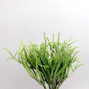 Crassula muscosa | im Terrakottatopf + Untersetzer | Artikelnummer: KS-CrasMusc2