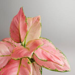 Aglaonema commutatum - 