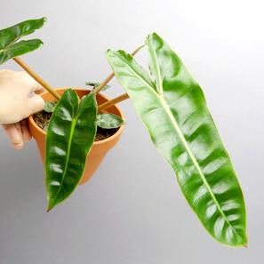Philodendron billietiae | im Terrakottatopf + Untersetzer  | Artikelnummer: GP-PhilBillietiae