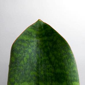 Sansevieria masoniana  |  | Item number: KS-Sansemasonigro-standard