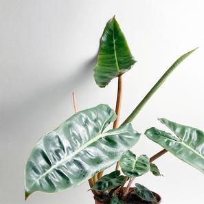 Philodendron billietiae | Standard | Artikelnummer: GP-PhilBillietiae-standard