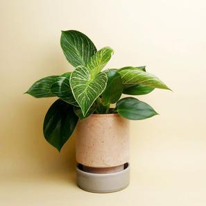Hoff Pot - Set - Ø 14 cm |  | Item number: hoff-pot-M-rosagrau-bergs-potter