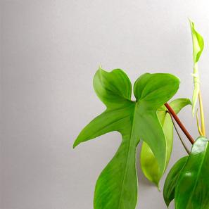 Philodendron 