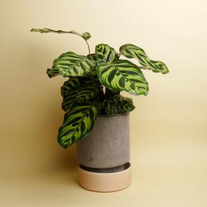 Hoff Pot Set - Größe M |  | Item number: hoff-pot-M-graurosa