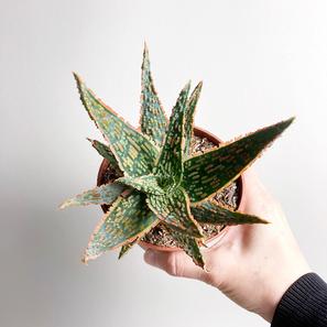 Aloe cv. Jeff Karsner | Standard | Artikelnummer: KS-AloeJeffK-standard