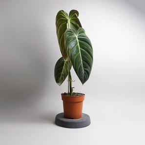 Philodendron Melanochrysum |  | Item number: GP-Philo-melanochrysum-standard