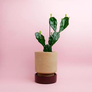 Hoff Pot - Set - Ø 14 cm |  | Item number: hoff-pot-M14-rosa-dunkelrot-bergs-potter