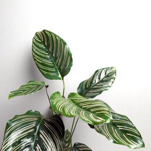 Calathea ornata | Standard | Artikelnummer: GP-Calatheaornata-standard