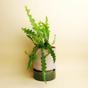 Hoff Pot - Set - Ø 14 cm |  | Item number: hoff-pot-M-rosagruen-bergs-potter