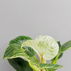 Philodendron 