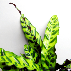 Calathea lancifolia | im Terrakottatopf + Untersetzer | Artikelnummer: GP-Calanci