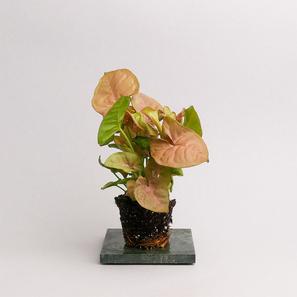Syngonium podophyllum 