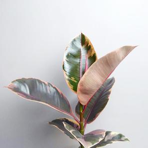 Ficus elastica  