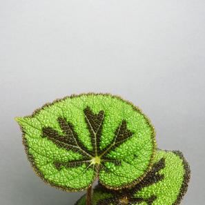 Begonia masoniana | Standard | Artikelnummer: GP-BegMasoniana-standard