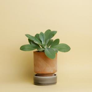 Hoff Pot Set - Größe S |  | Item number: hoff-pot-s-rosagrau