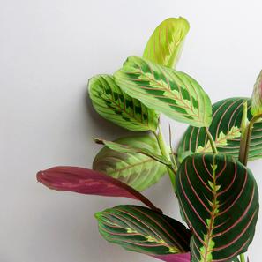 Maranta leuconeura „Fascinator“ |  | Item number: GP-MLF Standard 