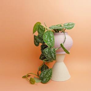 Mari Masot #18 |  | Item number: Mari-Masot-18