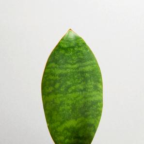 Sansevieria masoniana - Mini |  | Item number: KS-Sansemasomini-standard