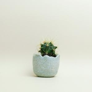 Eggshell Re-Planter #2 |  | Item number: eggshell-planter-2