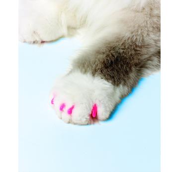 SoftClaws Krallenschutz Krallenkappen Katze Katzen Soft Claws |  | Artikelnummer: 683359732060